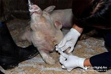 6 xã của huyện Diễn Châu có lợn ốm chết đột ngột